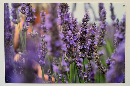Lavender Print