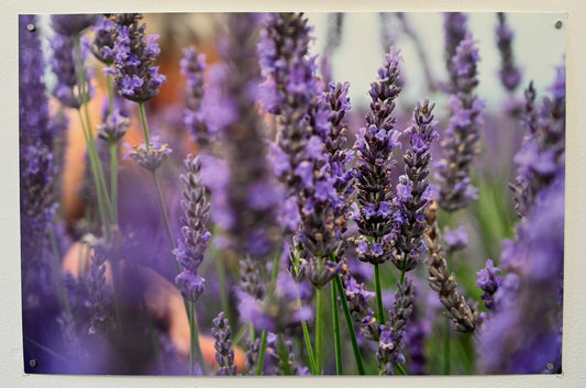 Lavender Print
